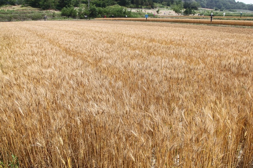 3.29일, 제2회 우리밀 축제 개최